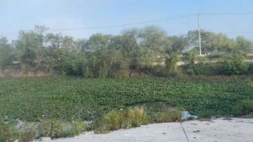 Reaparece el lirio acuático en calicheras de Balcones de Alcalá