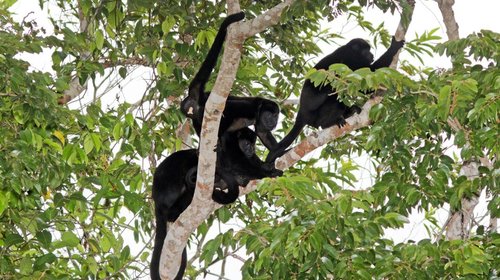 Logran detener decesos de monos aulladores en el sur de México