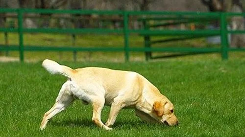 Entrenan caninos para detectar gusano barrenador del ganado