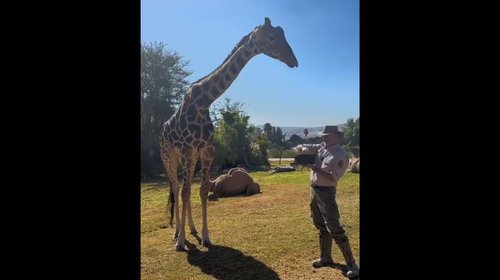 Buscan novia a la jirafa 'Benito' en su nuevo hogar