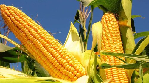 México garantiza precio justo del maíz blanco con nuevo acuerdo