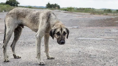 Alista México nueva ley de protección animal y llama a denunciar