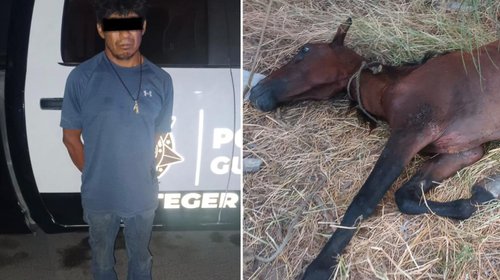 Capturan a hombre por maltratar a caballo en Guadalupe