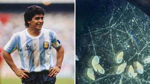 Nombran caracol marino en honor a Diego Armando Maradona
