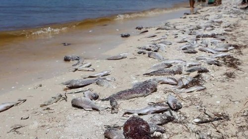 Prohíben pesca y consumo de mariscos por Marea Roja en Yucatán