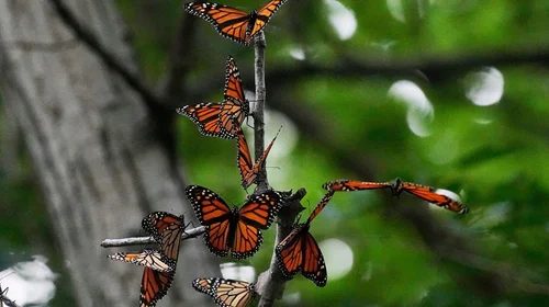 Aumentan mariposas monarcas en México, pero disminuyen en EUA