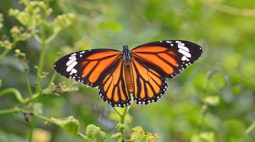 Mariposa monarca repunta 64%, pero persisten amenazas