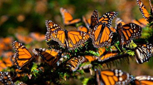 Propone Presidencia proteger a mariposa monarca dentro del T-MEC