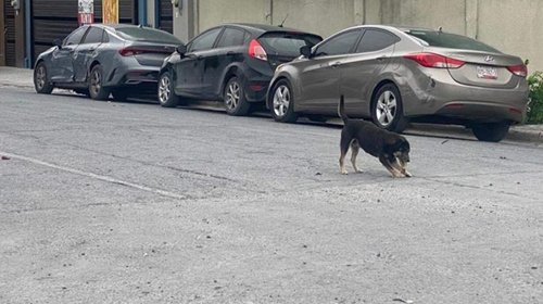 Pirotecnia provoca extravío y muertes de mascotas en Reynosa
