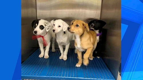 Piden a la población denunciar maltrato animal
