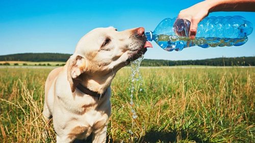 Emiten recomendaciones para cuidar a mascotas del calor en CDMX