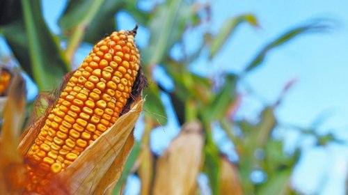 Se perfila México como el principal comprador de maíz hacia 2035