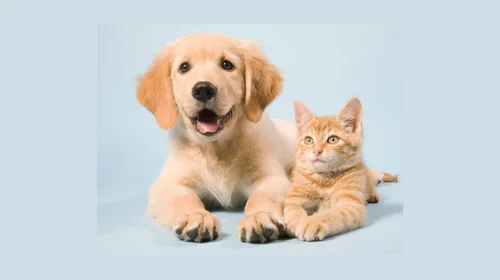 Mitos y realidades sobre la salud de nuestras mascotas