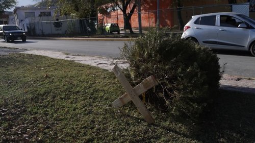 Instalan 10 centros para acopio de pinos navideños en Santiago