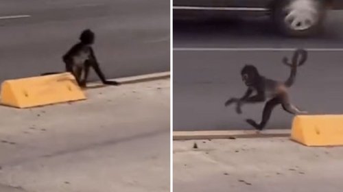 ¡Qué es eso! Mono Araña se pasea por Ecovía en Monterrey