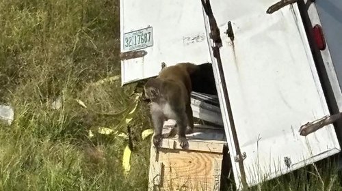 Monos escapan de un camión volcado en una carretera de EUA