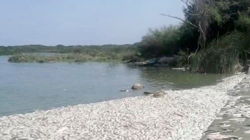 Genera preocupación mortandad de peces al sur de Tamaulipas