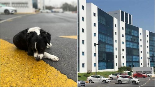 ¿Es legal? Multan a condóminos por subir a perros a elevadores