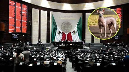 Aprueba Cámara de Diputados el Día Nacional del Xoloitzcuintle