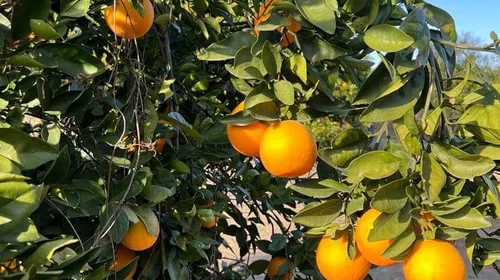 Crece la expectativa de buen precio de la naranja en Tamaulipas