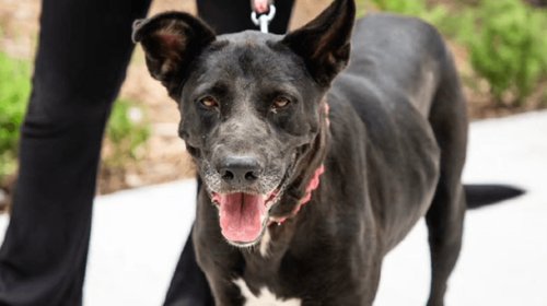Invitan a adoptar en Día del Animal Sin Hogar en Nuevo León