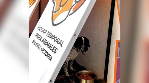 Brinda Salinas Victoria refugios temporales a animales callejeros