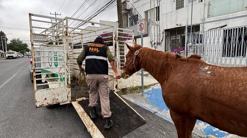 Rescatan equinos maltratados en operativos en Monterrey