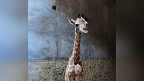 ¡Bienvenida! Nace jirafita en el Bioparque Estrella