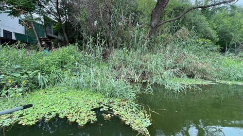 Preocupa plaga de lechuguilla en la presa de La Boca