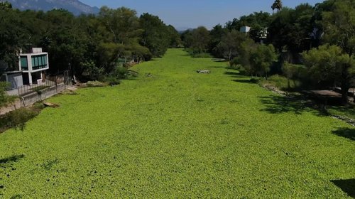 Autoridades se comprometen a combatir plaga en presa de La Boca