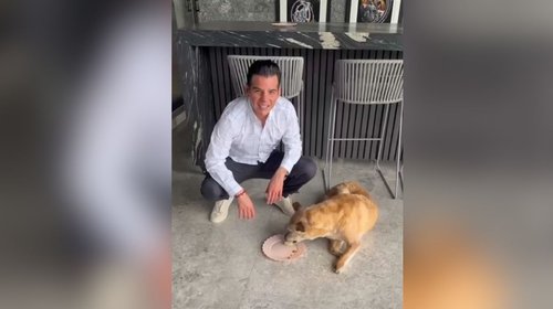 Busca Miguel Flores endurecer penas contra el maltrato animal