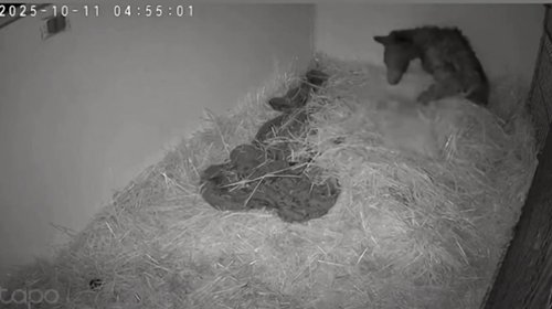 La osita Mina muestra avances; su condición sigue siendo delicada