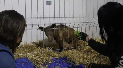 Muestra avances la osa Mina tras su rescate de La Pastora