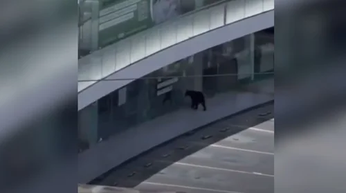 Captan a cachorro de oso deambulando solo en plaza de San Pedro
