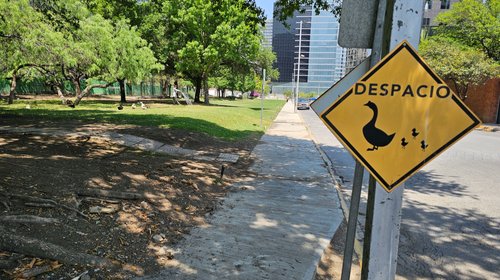 Denuncian muerte de patos por atropellos en complejo en San Pedro