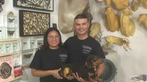 Transforman el adiós en memoria con taxidermia animal