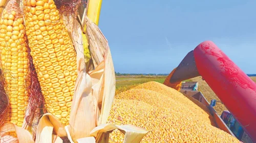 ¡Nos quedamos sin maíz!... y las importaciones se disparan 22%