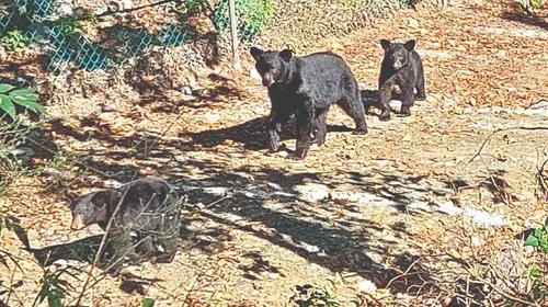 Municipios y vecinos incumplen reglas para frenar arribo de osos