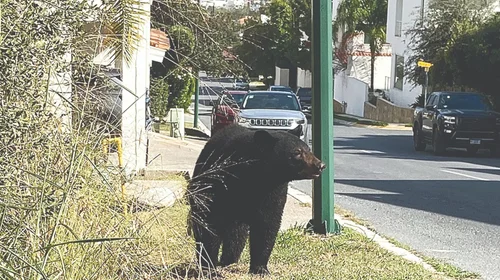 Avistamientos de osos en Monterrey aumentan y generan alarma