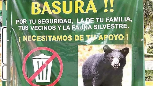 Regios se organizan para cuidar a osos y a vecinos