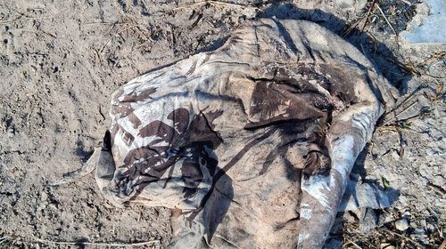 Localizan osamenta en predio cercano al canal Rodhe en Reynosa