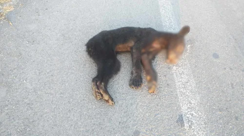 Atropellan a osezno en la carretera a Reynosa