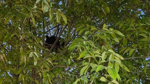 Oso arriba de árbol moviliza en Arboledas de Santa Rosa