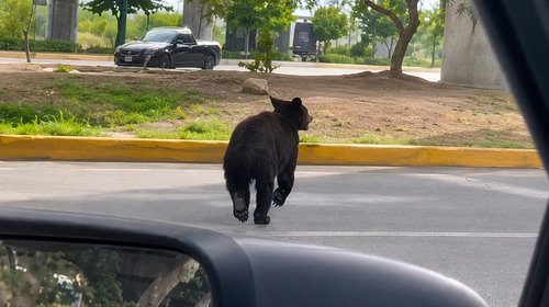 Sorprende oso a automovilistas al recorrer Morones Prieto