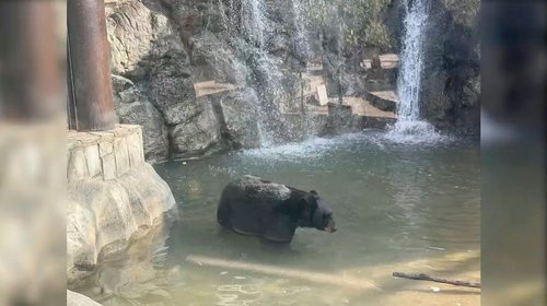 Celebran osos del Museo del Desierto 15 años de su rescate