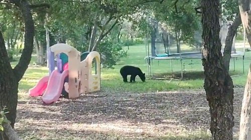 Avistan a oso por jardines de la colonia Villas La Rioja