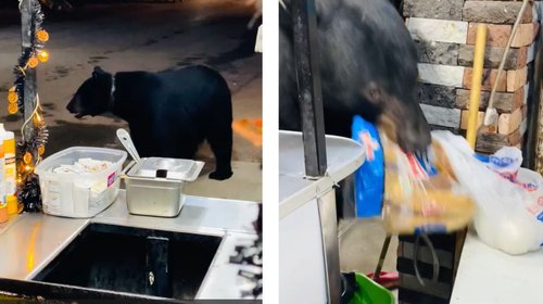 Oso roba bolsa de pan en puesto de hot dogs en Nuevo León