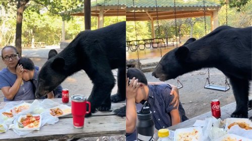 ¡A centímetros! Gran oso roba comida de familia en Chipinque