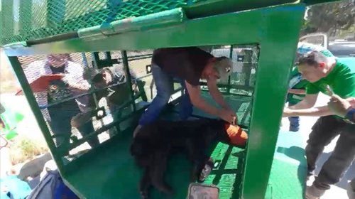 Será liberado tras revisión médica oso capturado en Saltillo