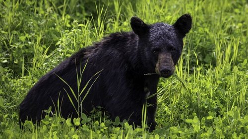 Semarnat desmiente envío de osos negros al extranjero